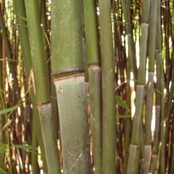 Bambou Phyllostachys bissetii